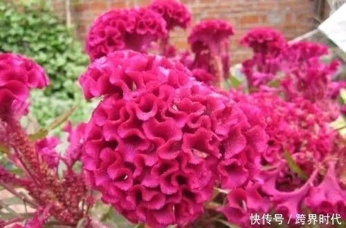 鼠曲草素|现在吃这些野菜,可补肾,降血糖,还凉血止血,可别错过了!