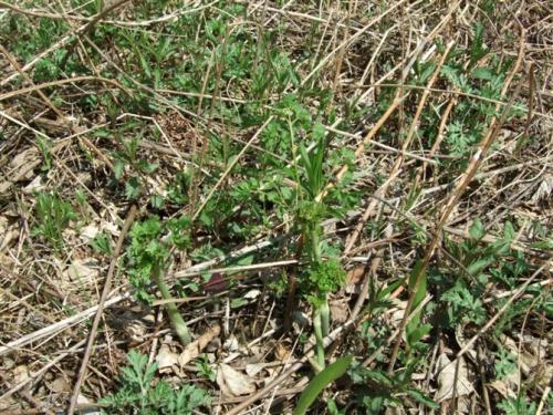 猫爪子菜|农村一种野菜,过去农民不敢吃,如今价值珍贵,卖20元一斤