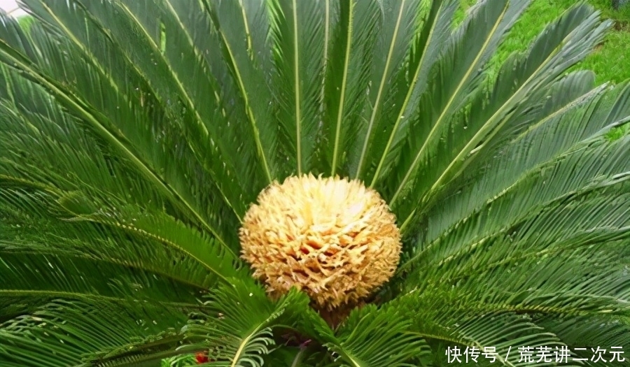 指鹿为马|历史新解:赵高没有欺骗大家,“指鹿为马”是真的马