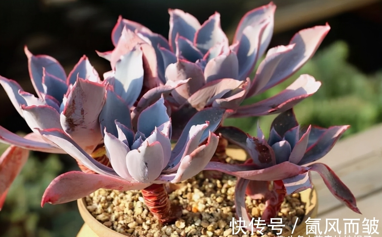 不是所有的多肉都可以叶插的，这16种叶插就很难成功，新手别费劲