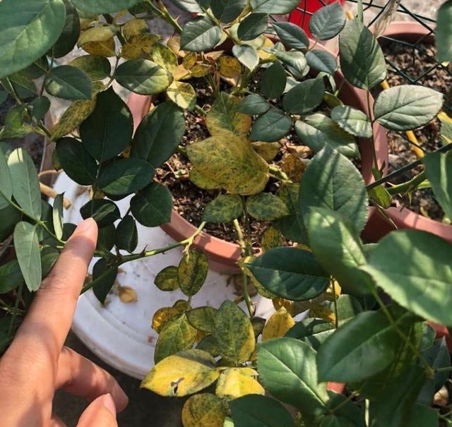 4类“坑人花”，漂亮却活不长，新手“别上当”，买了养不活