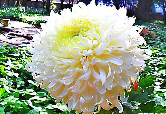 喜欢菊花，就养盆“菊中珍品”玉弥陀，花开似白玉绣球，一尘不染