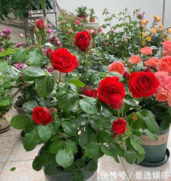 花朵|喜欢养花就盆栽月季,此款花期长、易爆盆,一株苗开出多色花