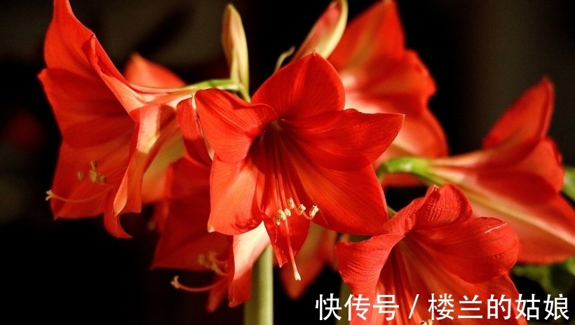 月老|7天后,月老帮忙,无法告别,旧爱回头,真爱来临,余生不离不弃