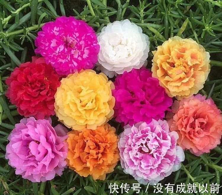 此款花卉,好养易爆盆,养在家里繁花似锦,花开不断,还能旺财