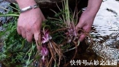 黑芝麻|这种草，确实天然“雄激素”，男人喝一口，年龄越大喝越好