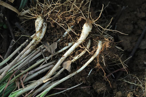 胸痹|像葱又像蒜,叫葱又叫蒜,非葱非蒜,通胸阳、行肠气、定喘、化脂