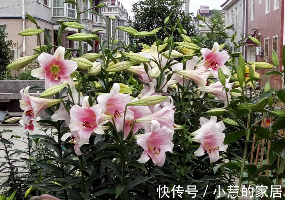 贝拉|家里有院子，建议养这5种花，高级的私家花园至少养一种
