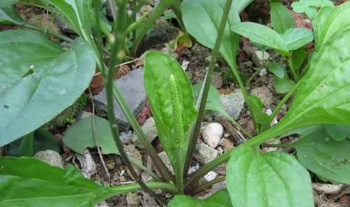 农村不起眼野菜，能利尿降压，清热滑肠，去寒安神，早看早知