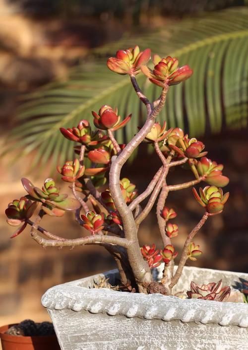 塑造|适合布置成盆景的几种多肉植物,可以塑造合适形态,不用频繁给水