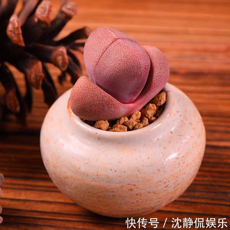 品种|9种比较稀有的多肉品种,追女朋友神器,让女神爱上多肉爱上你
