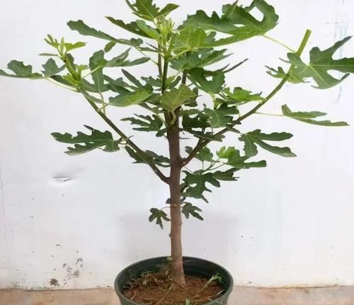 阳台养花过时了,盆栽这2款果树,赏花有果子吃,真令人羡慕