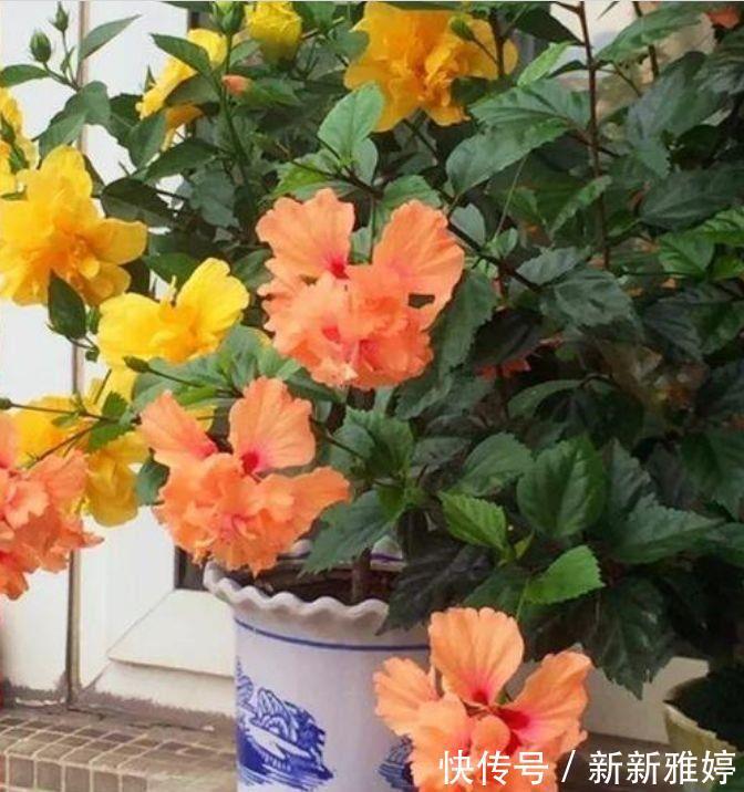 夏菊|养花试试此几款,养一盆满屋飘香,心情愉快,天天好心情