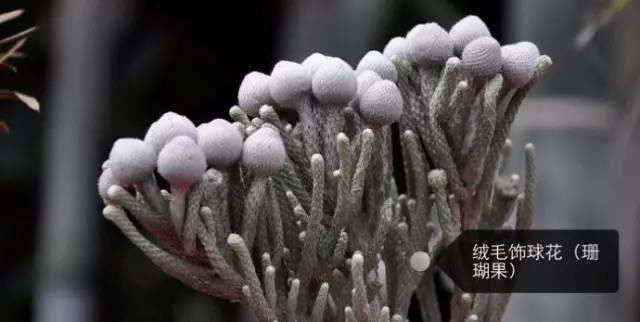 150种常见植物及花卉，你认识几个？