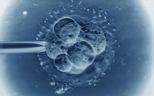 卵子|越来越多的人选择做“试管婴儿”,试管婴儿与正常人一样健康吗?