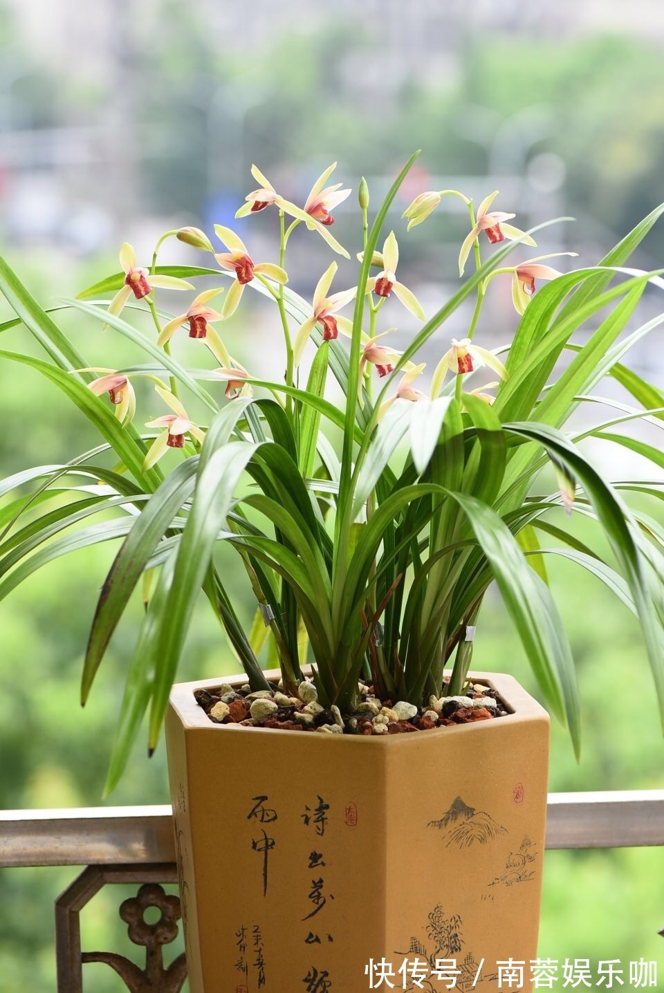 杜鹃花|养不好5种植物,就要赶紧“跳坑”,不然买多少、死多少