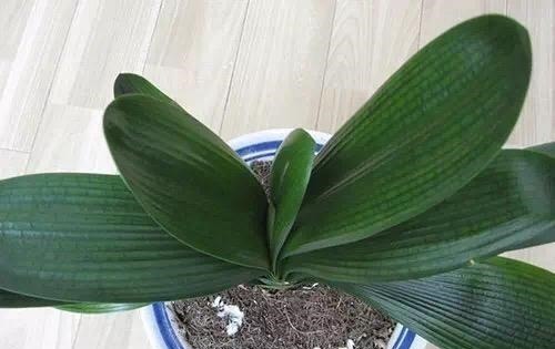 背光处|君子兰“长歪了”,调整方法很重要,错一点花箭都不冒