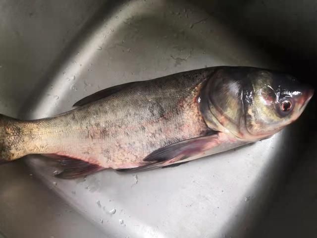 不管煮什么鱼汤，牢记这“3步”，保证鱼汤又浓又白，鲜香无腥味