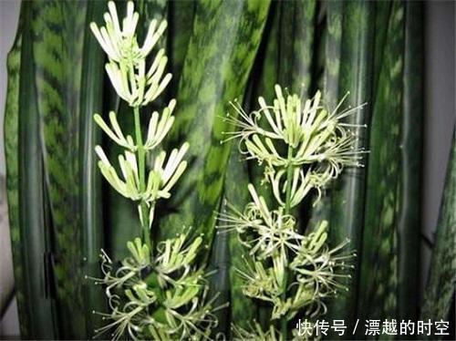 技巧|都误以为这6种绿植不开花,殊不知开花给人惊喜感,养护有技巧