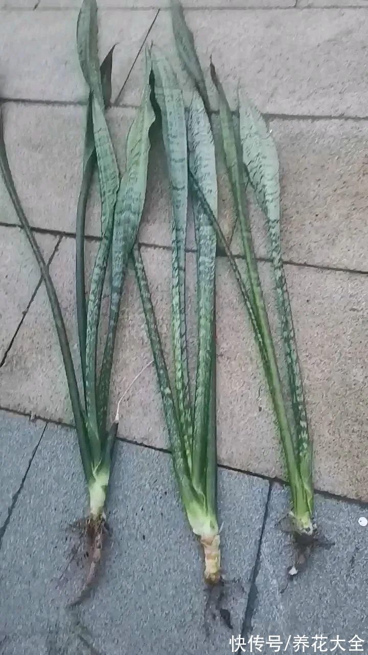 养花大棚倒闭,“贵货花”路边扔了一地,后悔没带个大麻袋