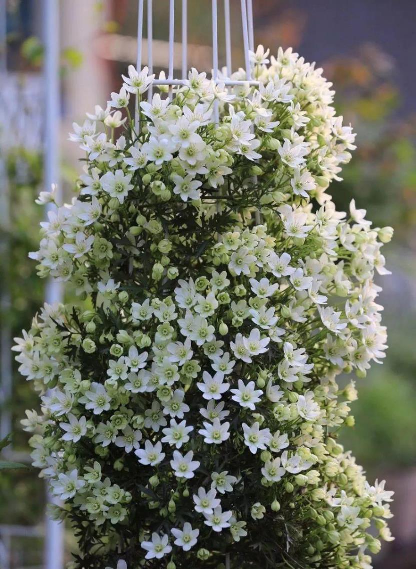 3月最适合养这8种花,开花又大又多,如锦似绣,美翻整个家