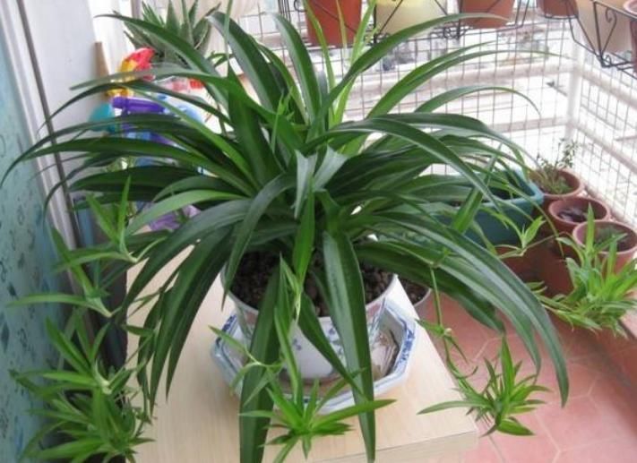 吸毒草|家里就养3种花,耐旱又耐晒,财运爆发,事业风生水起!