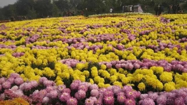 猪肘肉|此物被称为“药中圣贤”，平肝明目美发，治疗高血压头晕失眠