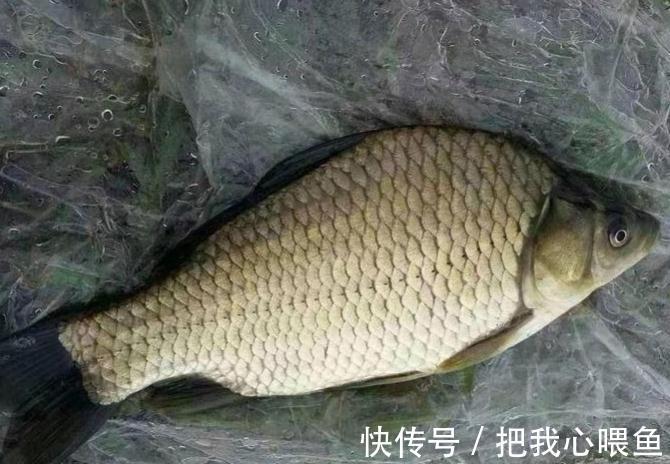 水域|我国一种杂交鱼,常被冒充土鲫鱼,很多钓友也分不清