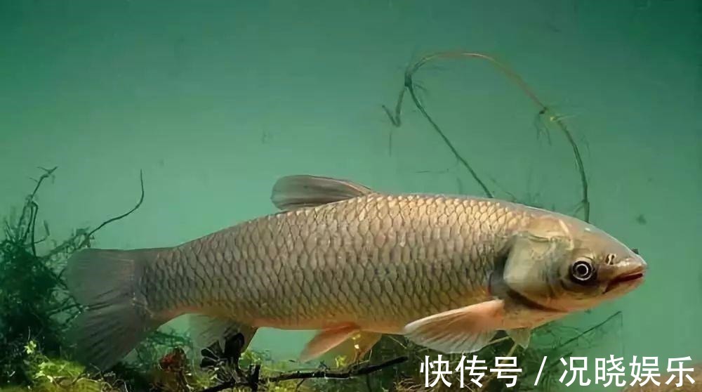 鱼钩|钓鱼必须鱼钩必须躺底打破传统方式,钓底钓浮都上鱼