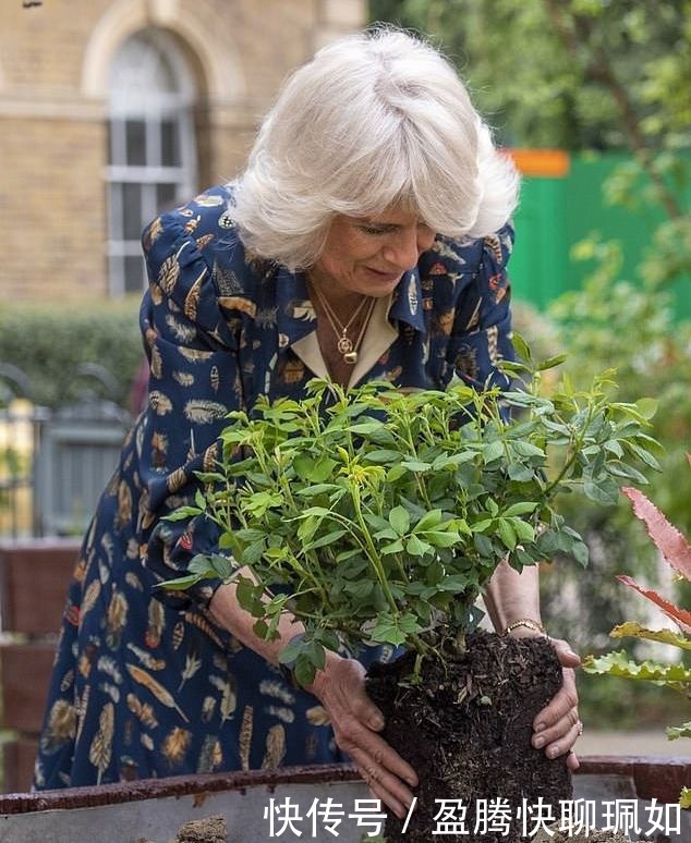梅根|卡米拉穿蓝色衬衫裙亮相真得意!脸上皱纹挤在一起,王后位子稳了