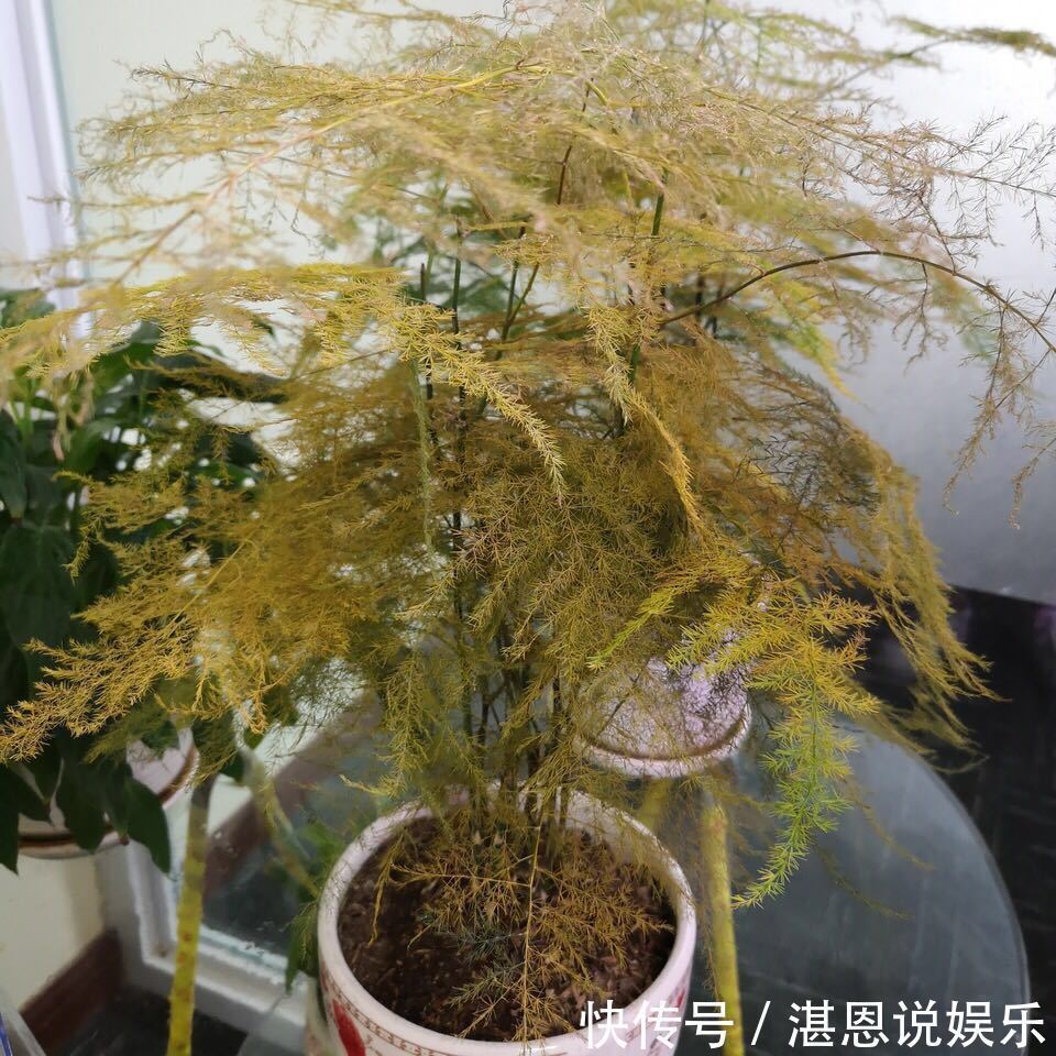 黄叶|养文竹总是黄叶，找准3个原因，长得茂密旺盛，变成“翠绿球”