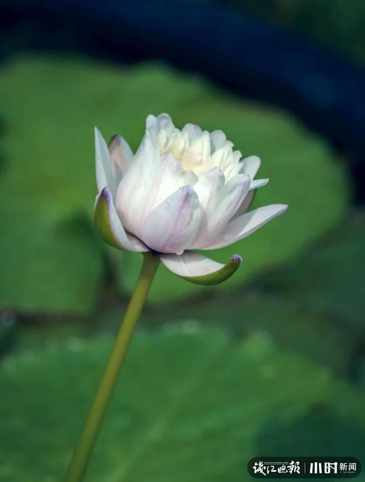 三潭印月|美炸了！三潭印月睡莲中的“大姐大”王莲，开了今年的第一朵花