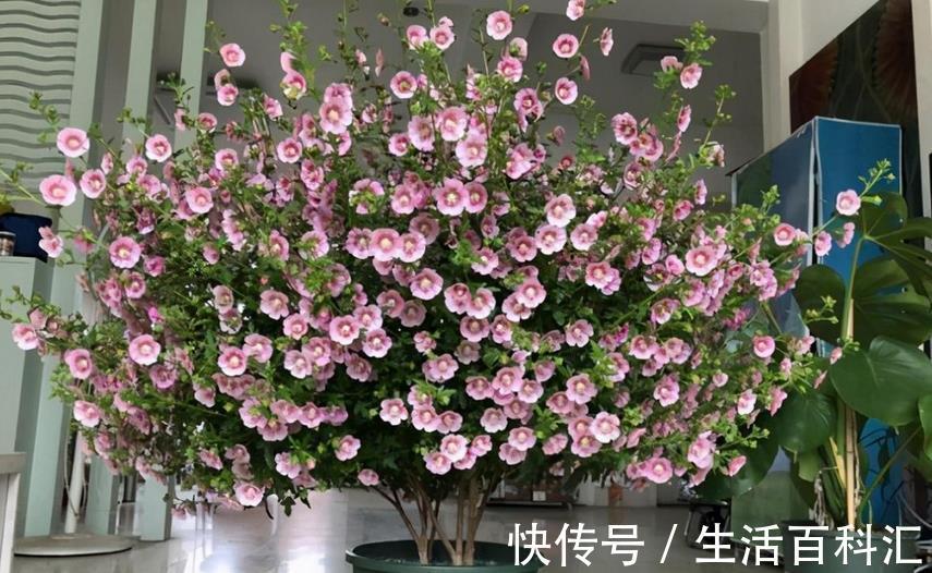 全年|绿化植物之一小木槿,开花堪比机器,好看又好养,全年无休