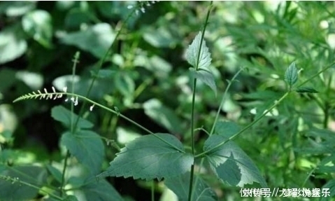 农村这种有毒野草，是杀灭蚊蝇的天然药剂，也是活血止痛的良药