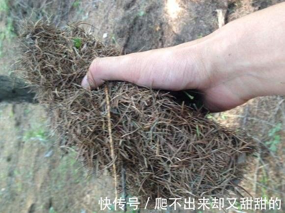 营养土|养花别买营养土了,4种废料掺和一起,养啥旺啥