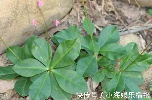 人参菜|农村的一种“假人参”，可吃可入药、营养非常大，见到不要错过