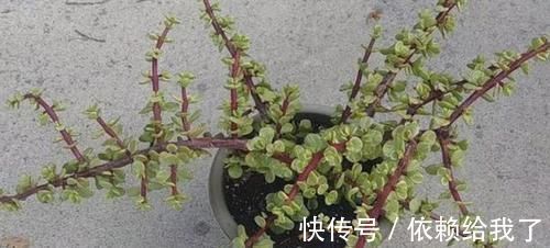 聪明人养花就养3种，可镇宅招财、有益健康，养护也省心