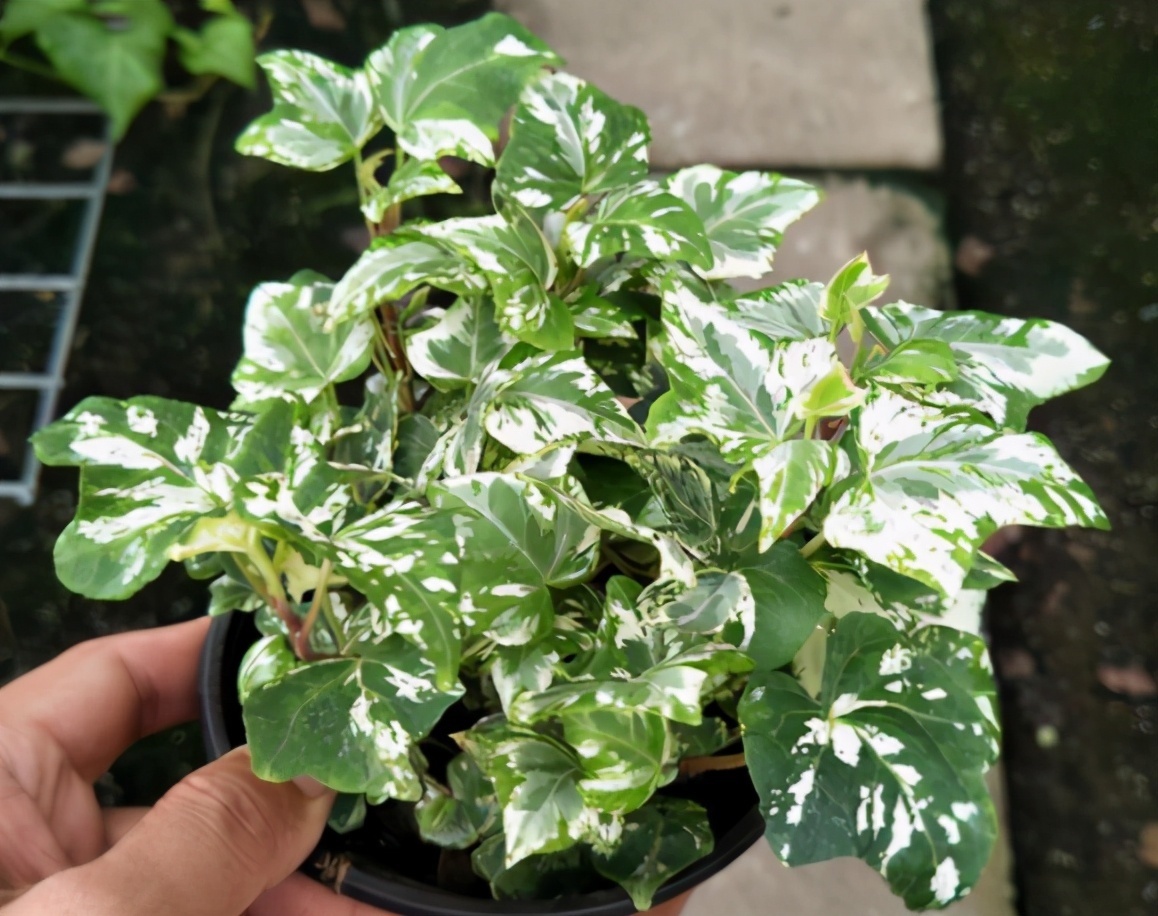 13种耐阴花卉,光照不佳也能生长良好,枝繁叶茂,美丽如画