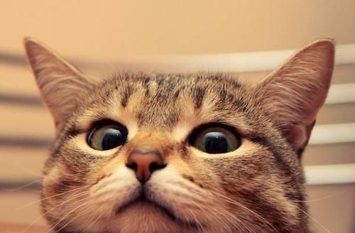 志明和尚#亡国和尚写下一首趣诗,全是疯话,看懂才明白人生