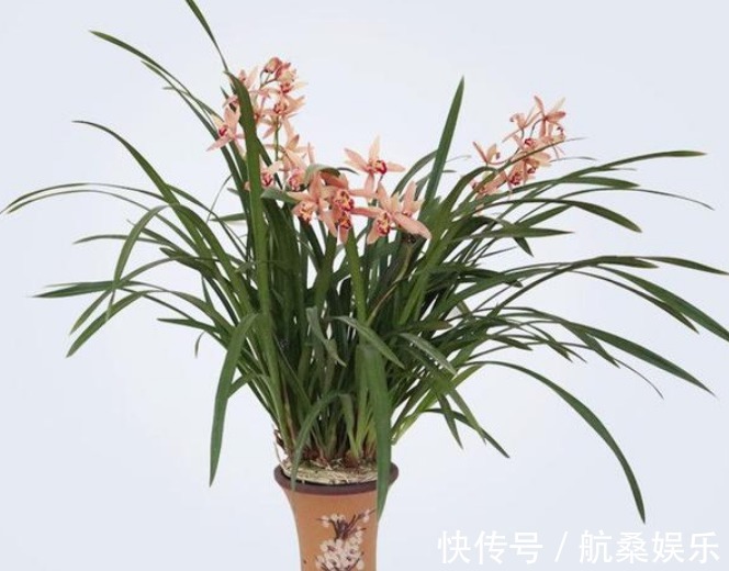 红珊瑚|盆栽养花选这种，漂亮又好养，花大香浓，多季开花，还可做盆景