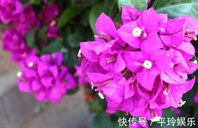 三角梅服盆之后的养护，做好几点，新芽蹭蹭长，花开爆盆