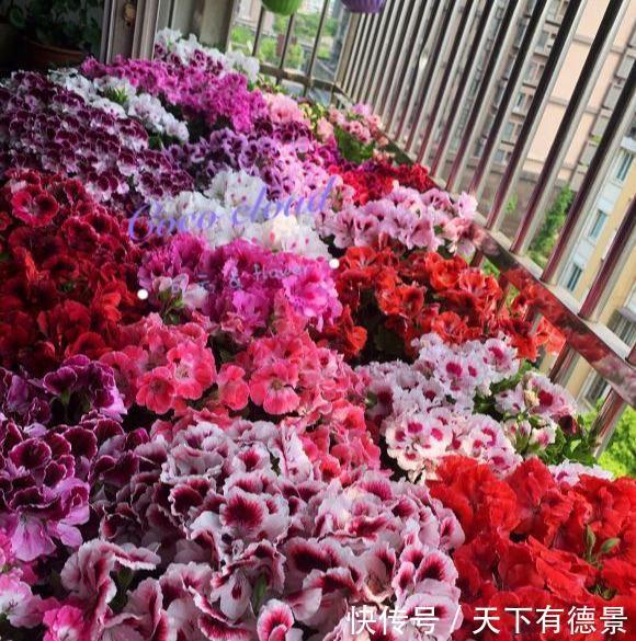 漂亮|高温30度下，5种漂亮花，不能“正常养”，黄叶烂根，容易死翘翘