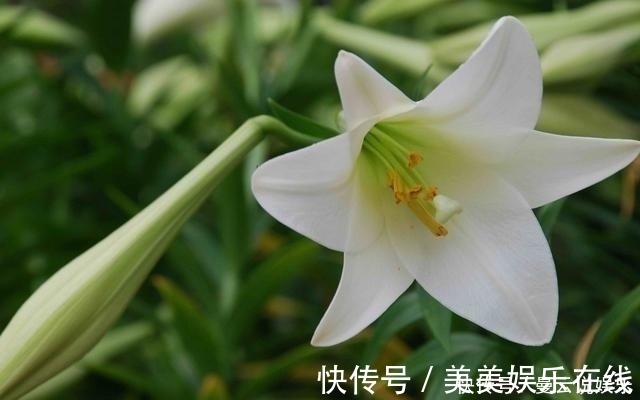 家里种上这5种香花，一年四季不出门都能闻到花香