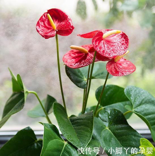 要想盆栽花卉长的旺,万能土不能少