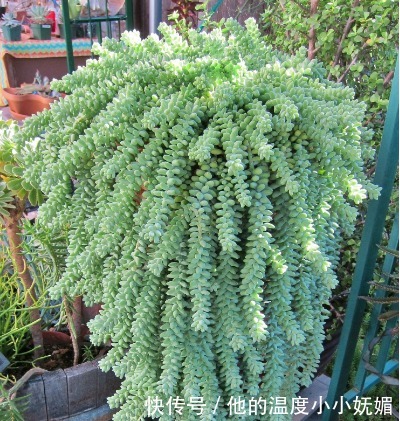 夏天养4款“景天多肉”,便宜好养,花苞红彤彤,呼呼窜成肉瀑布