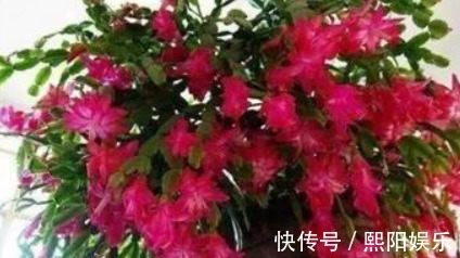 水蟹爪兰|蟹爪兰开花上百朵只因做对“4点”,学会7天喷1次“开花水”