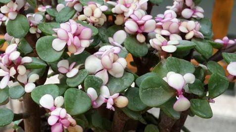 霜降|农历九月十八霜降后,养什么花?家里养3种花,繁花似锦飘香四溢