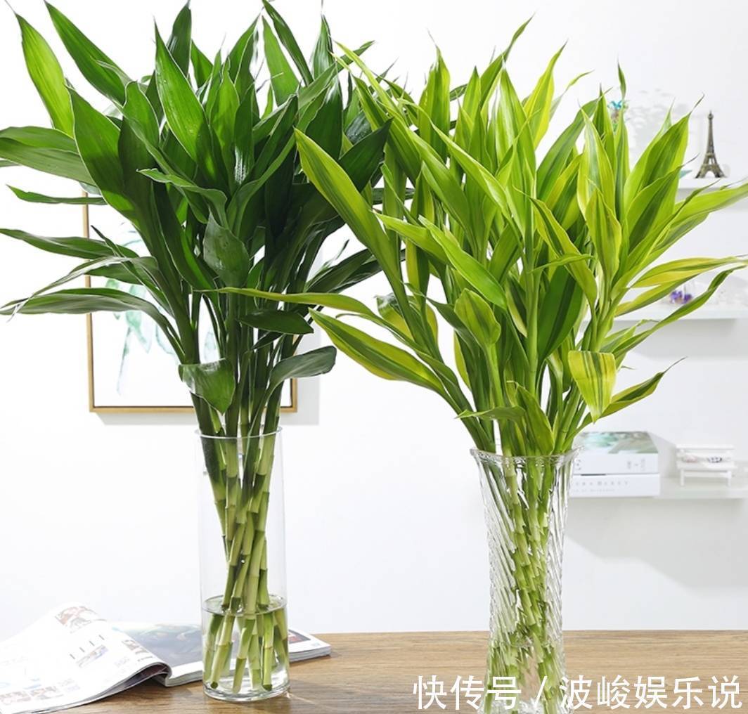 绿森林|8种“漂亮花”别晒大太阳,一晒就耷拉,客厅不见光,养成绿森林