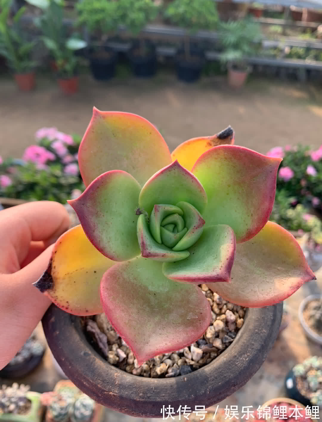 养殖|养多肉有3个基础要领，盆栽法师，再多注意2细节，轻松养好