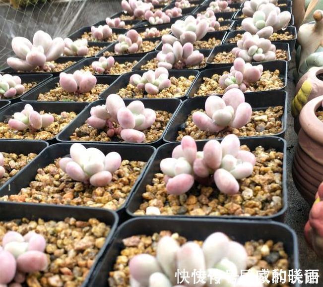 多肉植物,扒一扒多肉浇水浇多后的万丈深渊,肉友,悔不当初